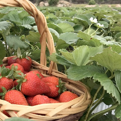 Hand pick your own Strawberries